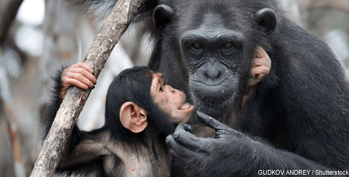 Chimpanze 30 10 2018